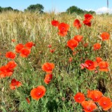 2007H 027 Unstrut Saale Elbe